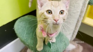 SPONSORED The Place: Furever Homes: Kittens