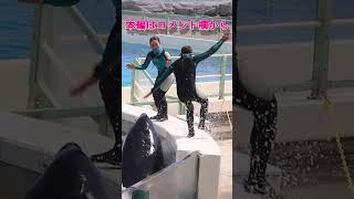 新人トレーナーとラビー危機一髪!! #Shorts #鴨川シーワールド #シャチ #kamogawaseaworld #orca #killerwhale