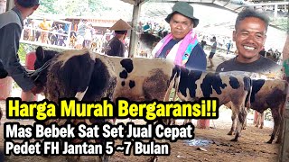 Murah Bergaransi‼️Harga Pedet FH Jantan Umur 5 -7 Bulan 🔥Mas Bebek Sat Set Jual Cepat Murah