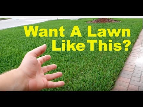 How To Fix An Ugly Lawn | For Beginners How To Fix An Ugly Lawn | For Beginners