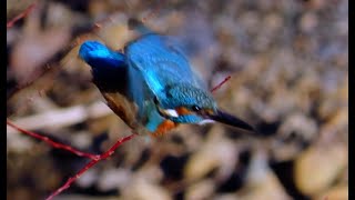 カワセミ調布地区お父さん復路 2025 01 17 #カワセミ #野鳥 #birds #wildlife #nature #自然観察ぶらり散歩