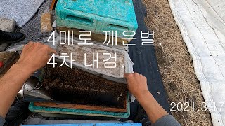 #19 2021년 봄벌 4매로 깨운 벌 4번째 내검.