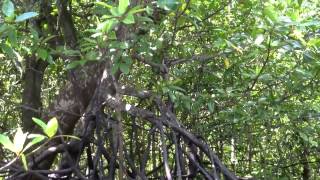 Snake on a tree, Langkawi, Malaysia