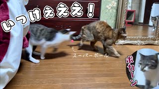 猫による夜のプチ運動会！(種目：玉転がし)