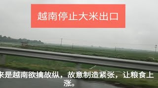 实拍越南水稻种植，难怪越南是世界第三大米出口国家