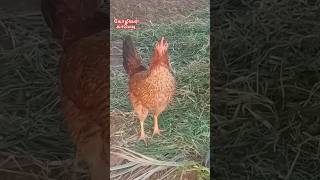 🤣🐔எருமை புண்ணாக்கு திங்க ஆசைப்படலாம் 🐔🤣