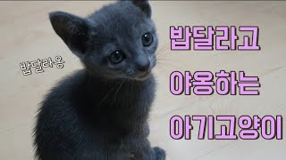 [러시안블루] 맘마줄까?하면 야옹~하고 대답하는 아기고양이