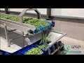 Green beans weighing and packing | GEGE Machinebouw