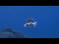 コウイカ【コブシメ】の産卵＆交接♫cuttlefish spawning