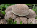 lepista panaeolus seta de brezo 4k