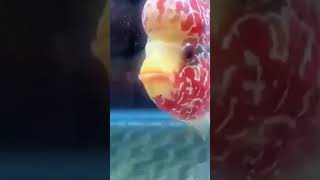 #Monster_fish  | Magma #monster_fish  #Flowerhorn ( ফ্লাওয়ারহর্ন এগ্রেসিভনেস)