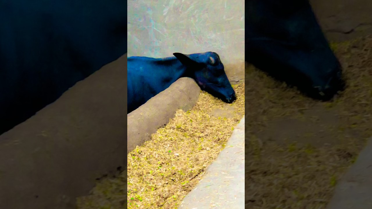 Youtubeshorts Viralvideos Villagelife Youtube