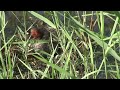 geboorte van dodaars kuiken. birth of little grebe chick.