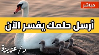 تفسير احلام مباشر الحلقه 582