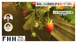 “空飛ぶイチゴ畑”…リフト式でバリアフリー、誰でも楽しく収穫　星空をテーマにした幻想的な空間で涼しく“夜のイチゴ狩り”も