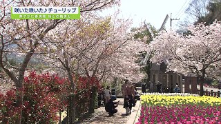 咲いた咲いた♪チューリップ【テレビトクシマ】