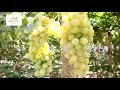 table grapes from tajikistan