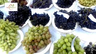 Table Grapes from Tajikistan