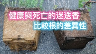 健康與死亡的迷迭香比較根的差異性【2022/09/17】