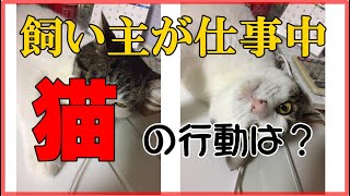 【猫動画】飼い主が仕事中の猫の行動は？仕事を始めると必ずやってきて、自己主張(邪魔)をする猫が可愛いすぎて仕事が捗りません(泣)