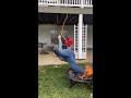 man swings and falls into fire 🔥 😳