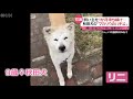 【ウクライナ】戻らぬ飼い主を１か月待ち続け…マカリウの“忠犬ハチ公”