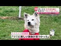 【ウクライナ】戻らぬ飼い主を１か月待ち続け…マカリウの“忠犬ハチ公”