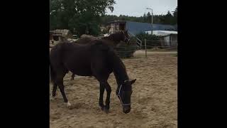 今は亡き姉馬の弟が元気だった頃の動画　🐴🐎💨🌈✨　過去動画