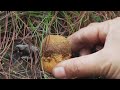 mush room ដកផ្សិត​ shorts mushroom