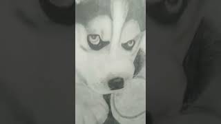 hyperrealistic dog 🐶 sketch drawing #shorts #viral #youtubeshorts #shortsvideoviral #art