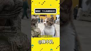 如果你被猫猫喜欢和亲近，证明你本身就是一个很好的人 #动物的迷惑行为 #猫咪#shorts