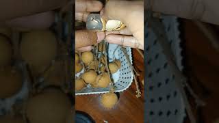 litchi fruit ila ana litchi mathiri                               #shorts #ytshorts #fruits #longan