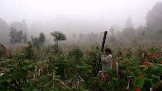 Trailer | The Modern Jungle | Charles Fairbanks, Saul Kak