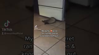 Funny pet ferret knocks himself out