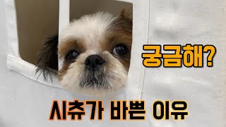 👻👻귀신봤니?? 바쁜 현대사회 시츄