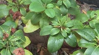 How To Grow Rhododendrons