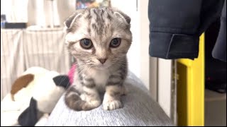 我が家に子猫がやってきた！　Kitten came to our house