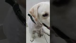 dog shaved his body #dog #viral #shorts#youtube