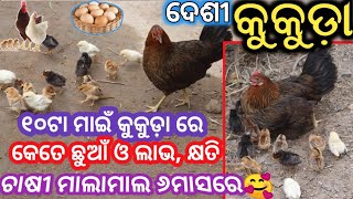 ୧୦ଟି ମାଇଁ କୁକୁଡ଼ାରେ କେତେ ଖର୍ଚ୍ଚ ଲାଭ/BARGARH DESI KUKUDA FARMING IN ODISHA 2023#westernodishafarming