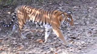 Choti mada.11th February 2023 @ Kanha National park Madhya Pradesh India 9425855075