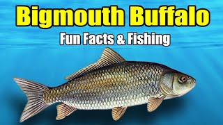 Bigmouth Buffalo - Fun Facts \u0026 Fishing