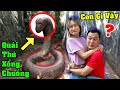 Bà Vê Tham Quan Sở Thú Gặp Rắn Hổ Mang Khổng Lồ - Vê Vê Channel