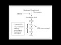 Asthma Drugs - Antileukotrines (Montelukast, Zafirlukast & Zileuton)