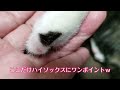 【チャンネルを統合して再投稿】ウチの猫・ピョル＆スプ vol 4