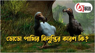 ডোডো এক বিস্ময়কর পাখি , যা আজ বিলুপ্ত পৃথিবীর বুক থেকে - Beautiful Dodo Bird Which have Extinctic