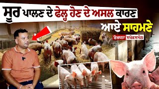 Pig Farming ਦੇ ਫੇਲ੍ਹ ਹੋਣ ਦੇ ਅਸਲ ਕਾਰਣ ਆਏ ਸਾਹਮਣੇ, ਕਿਵੇਂ ਸੂਰ ਪਾਲਣ ਦੇ ਨਾਂਅ 'ਤੇ ਕਿਸਾਨਾਂ ਨੂੰ ਠੱਗਿਆ ਜਾ ਰਿਹਾ