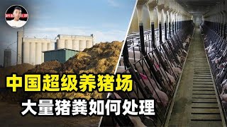 China's super pig farm with an annual output of 2.1 million pigs