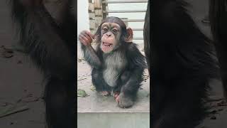 廿日👀⑥チンパンジー・モコイチくん♥Chimpanzee・・・沖縄こどもの国・Okinawa Zoo \u0026 Museum(20220120)