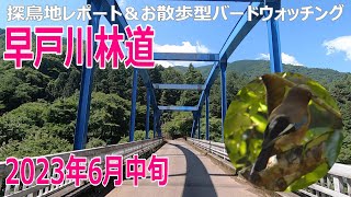 早戸川林道（神奈川県）の探鳥地レポートです　暗闇のクロツグミ・白飛びしたカワセミ…　2023年6月中旬