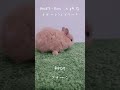 【うさぎベビー】🐰大阪店 shorts